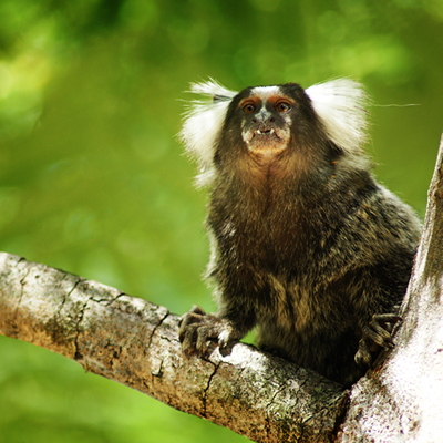 Mesa de café da manhã no Restaurante Maracajú